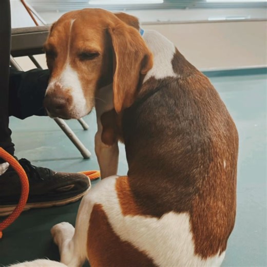 The Beagle is a small scent hound. They are known for their excellent sense of smell and their love of tracking. Beagles are also loyal companions. Some may snore as they cuddle next to you, some may be very aware of their reflections! One thing is for certain, they are one of the many breeds that are born cute and grow up to be just as adorable! Happy national beagle day! #rescuedogsrule #dogslife #NMDR #rescuedogs #national #eagle #nationalbeagleday | National Mill Dog Rescue