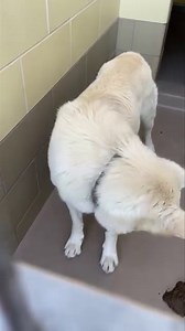 Jan 10: rescued & otb. Rescued by Washington German Shepherd Rescue has a rescue hold, link is down. STATUS RED! URGENT! Social in kennel. Was involved in altercation with kennel mate. Not doing well in a kennel environment. Has been in shelter for over a month 🟡URGENT! STATUS YELLOW 🟡 ✨Meet: Pecan #A1630224 I am a male, 76.00 lbs, white Siberian Husky mix. I am estimated to be about 3 years old. I have been at the shelter since 11/16/2021. ➡️ Shelter notes: BEHAVIOR, Social in kennel. Was inv