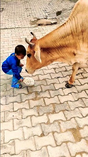 क्युट❤️ गौरी🙏#babycow #shortsfeed #calf #shortvideo #cow #ytshorts #cowvideos #shorts #cowvideo #cut