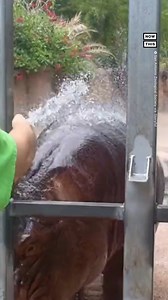 91K views · 567 reactions | Temps are hot at the San Antonio Zoo this week — and Timothy the hippo is cooling off with the help of a trusty water hose 鍊 | NowThis | Facebook