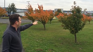 12K views · 636 reactions | Prunus serrulata 'Kanzan' - Japán díszcseresznye fantasztikusan szép rózsaszín virágairól híres. | Megyeri Szabolcs kertész | Facebook