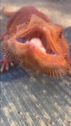 Angry Dragon 🚨 👀😂