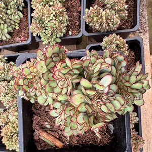 Echeveria Pulidonis Crested - Lebende Sukkulente - Etsy.de