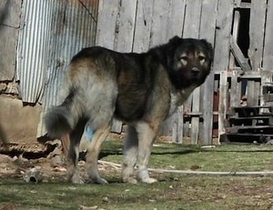Armenian Gampr dog - Alchetron, The Free Social Encyclopedia