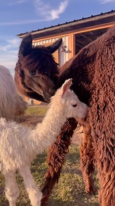 Just moments ago… our first cria of 2024, & it’s a Suri alpaca! Help us name this beautiful baby boy in the comments below 💙🦙🫶🏼 . . . What is a suri alpaca? A Suri alpaca is known for its distinct and silky fleece, which hangs in long, twisted locks rather than forming the fluffy appearance seen in the more common Huacaya alpacas. Only 10% of the world population of alpacas are suri, the other 90% are Huacaya 🦙 #AlpaquitaRanch | Alpaquita ranch