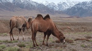 Bactrian Camel Grazing Known Mongolian Camel Stock Footage Video (100% Royalty-free) 1109792577 | Shutterstock