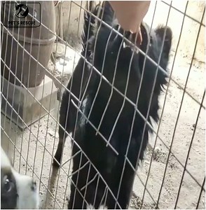 43 reactions | The cute and timid little flower dog often barks, When will this timid puppy find its owner | Pet Lovers | Facebook