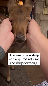 The story of Soloman. A baby axis fawn that was caught in a fence. His leg wound was severe, cut down to the bone. Luckily my friend had sent me everything I needed to care for injuries of this type. He also was taken to a vet and given antibiotics. He’s doing great and I’m sure is on the way to a full recovery. #axis #fawn #animalrehab #animalrescue #wildliferescue #cutebaby #babyanimal #babyanimals | Dayna De Hoyos