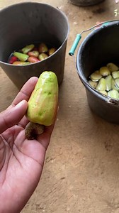 Olahan buah jambu mete #jambumete | Oto Uchida Grow