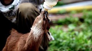 ヤギ, キッズ, 哺乳動物, 動物, 自然, 農場, 地方の