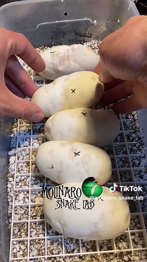 Snake Breeding Update: Baby Pieds Egg-Laying Season