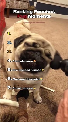 Pug-tastic Laughs: Top 7 Funniest Pug Moments! 😂🐾