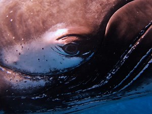 12K views · 422 reactions | Staring contest ️ GoPro Subscriber Joaquin Fregoni was approached by one of the largest creatures on the planet + went eye-to-eye in this $1,000 clip. Thanks for submitting to the “Get Wet, Get Paid” challenge at GoPro.com/Awards. #FunFact: An adult humpback whale can weigh up to 80,000lbs—roughly the same as 20 automobiles 勞 | GoPro | Facebook