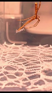 lol #insects #tiktok #foryou #scorpion #centipede | Insects wars