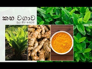 කහ වගාව / Agriculture method for Turmeric/ kaha wagawa mula sita saralawa