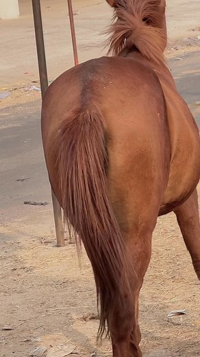 #fitnessmotivation | bull buff’’