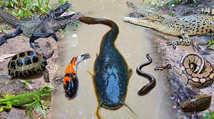 54K views · 328 reactions | So nice! Catching jumbo catfish in the hole, ornamental fish, snakehead fish, frogs, eels, turtles #indonaturevalues | Indo Nature Values | Facebook