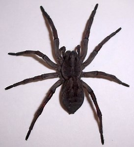 Hogna carolinensis - Alchetron, The Free Social Encyclopedia