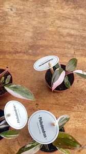 Philodendron Pink Princess Plant - Etsy UK