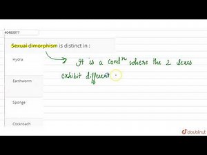 Sexual dimorphism is distinct in :