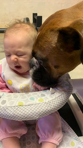 Boxer dog & his lil sister are two peas in a pod, sharing food, toys, and mum’s kisses 🥰 #petsarefamily #dogandbaby #cuddlebuddies | Cuddle Buddies