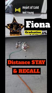 The Houston Dog Trainer is your trusted partner in transforming your...