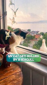 Curious cat gets bullied by a nasty seagull everyday 😱 #catsvideo #seagulls #cuddlebuddies | Cuddle Buddies
