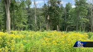 Major transformation underway at state forest in the Susquehanna Valley