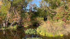 6.8K views · 223 reactions |  Catch me, I’m falling; Catch me now, I’m falling… Falling in love”  with all the transitioning Fall colors at Stumpy Hollow  We made it through the Long Long Hot Summer, and finally get to enjoy the second pretty part of the year. #zenmoment #fallishere #fallcolors #inkslakestatepark #inkslakesp #texasstateparks #betteroutside | Inks Lake State Park - Texas Parks and Wildlife | Facebook