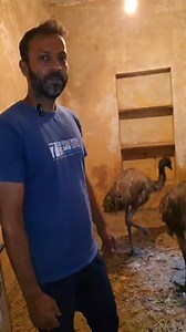 155K views · 725 reactions | Emu Birds in Hyderabad Complete details on my YouTube Channel | Syed Omer | Facebook