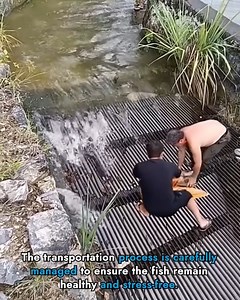29K views · 131 reactions | Sustainable Fish Farming Techniques | Lang Smos Sne Lee Yuri Beauty and Health LLC | Facebook