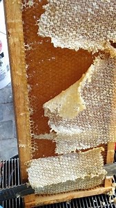 487K views · 4K reactions | Fresh Honey  #honey #honeybee #honeycomb...