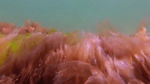 Green Algae Sea Lettuce Ulva Lactuca Stock Footage Video (100% Royalty-free) 3785643445 | Shutterstock