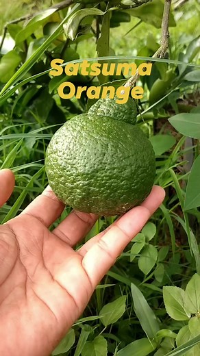 #orange #SatsumaOrange #healthyfood #citrus #healthbenefits #VitaminC #Gardening | Elvie Cabansag