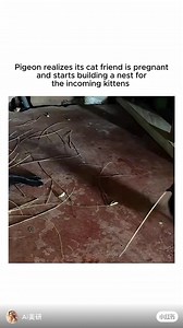 Pigeon builds nest for pregnant cat friend | Dixie Outfitters