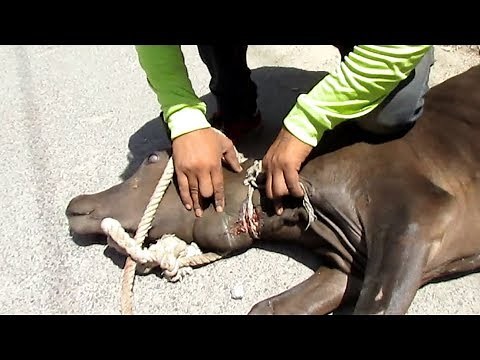 Injured mama and baby cow inseparable: rescued.