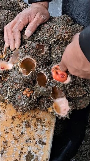 Harvesting Tasty Sea Fruits 🍅🌊