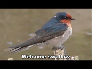 Welcome swallow or house swallow in wild ( Up-close )