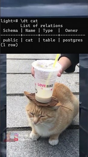 relational meowbase #coding #programming #javascript #python