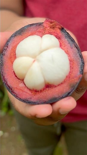 Queen of Fruits#shorts #mangosteen #shortsfeed