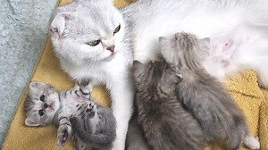 4.1K views · 396 reactions | Mother cat strongly scolds a naughty kitten / the kitten screams and meows loudly. #meow #meowing #kittenmeows | Cat Chloe & kittens | Facebook