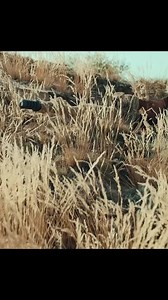 1M views · 10K reactions | Wow top 1 best movie netflix #movies #moviereview #reviewfilm #film #filmclips #scene #fyp #fy #fyp #foryou #foryoupage #viral #movieclip #fypage #clip #clips #trending #trend #netflix #neflixmovies #series #viral #viralvideo #viralpost #fbreel | Delina | Facebook