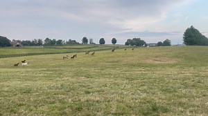 44K views · 1.3K reactions | Looks like we have a few new racehorses on the farm! Jackie Dayutis captured this moment for #WinStarLifeWednesday | WinStar Farm | Facebook