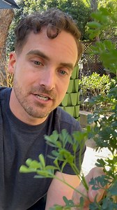 Harvesting rue for an upcoming Ancient Roman recipe. | Tasting History