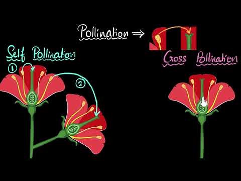 Pollination (self & cross) | How do organisms reproduce | Biology | Khan Academy