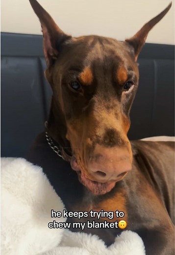 Funny Doberman Dog Moments That Will Make You Laugh