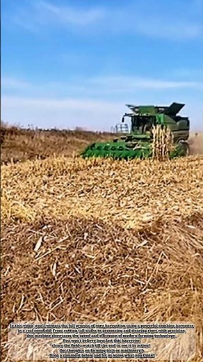 Behind the Scenes of Large-Scale Corn Harvesting Operation #heavymachinery #farming #agriculture