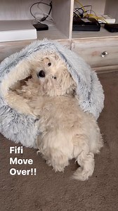 Piper was trying to get Fifi to move over so she can get her McFluffy Butt right into the bed—more heel clicks, more gentle persuasion to get Fifi out—she’s too funny ❤️ #funnydogsofinstagram #westhighlandterrier #westies #doghumor #moderndog #dogsandpals #dogsofinstagram #lovemydog #westiesofinstagram | The Piper Chronicles