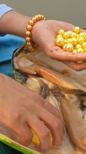 Part 312 🎁💎The story of a girl finding a rare pearl #pearlhunter #pearls #pearl | Digging life