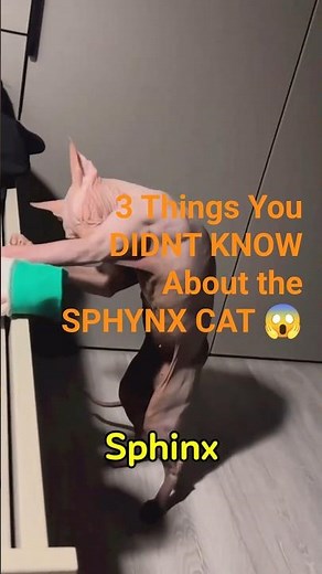 3 Things You Didn’t Know About Sphynx Cats 😳🐱 | Shocking Hairless Cat Facts